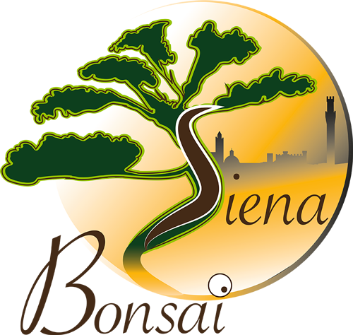 Siena Bonsai